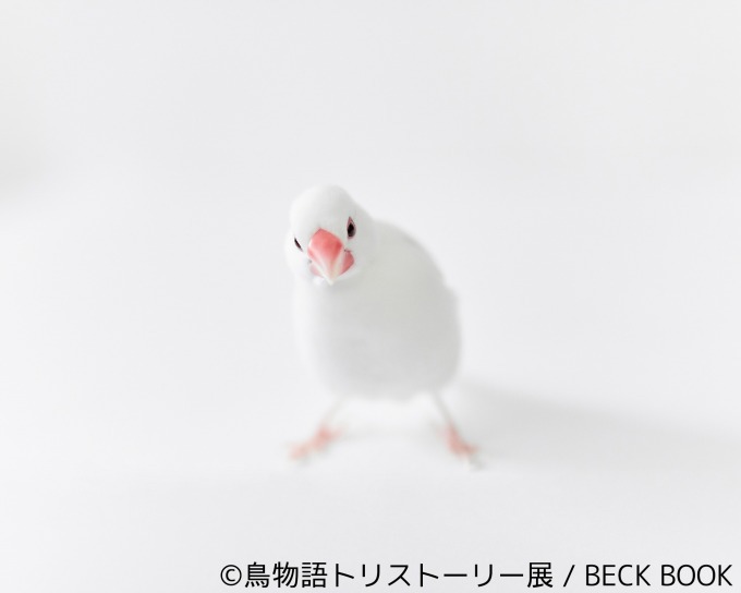 「鳥物語トリストーリー展」浅草橋・名古屋で開催、鳥たちの“一瞬の美しさ”がテーマの合同写真＆物販展｜写真7