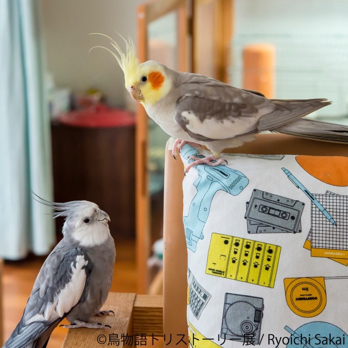 「鳥物語トリストーリー展」浅草橋・名古屋で開催、鳥たちの“一瞬の美しさ”がテーマの合同写真＆物販展｜写真14