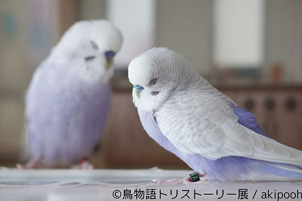 「鳥物語トリストーリー展」