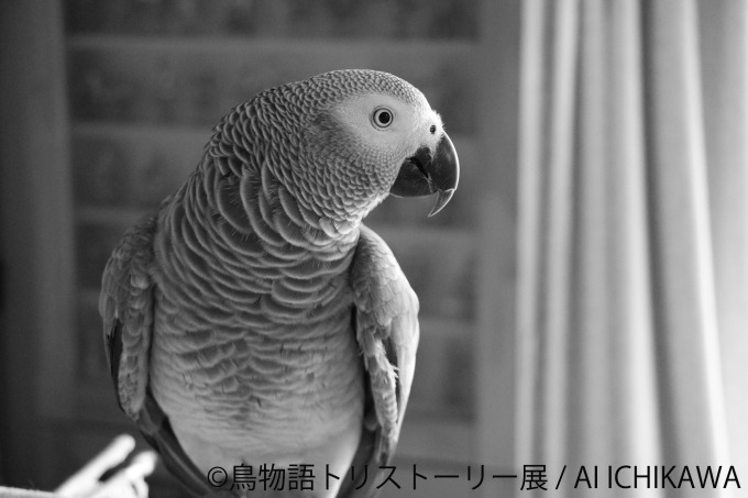 「鳥物語トリストーリー展」浅草橋・名古屋で開催、鳥たちの“一瞬の美しさ”がテーマの合同写真＆物販展｜写真1