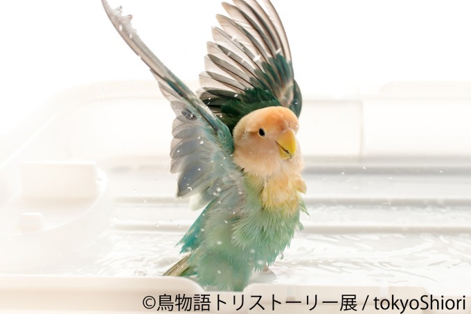 「鳥物語トリストーリー展」浅草橋・名古屋で開催、鳥たちの“一瞬の美しさ”がテーマの合同写真＆物販展｜写真19