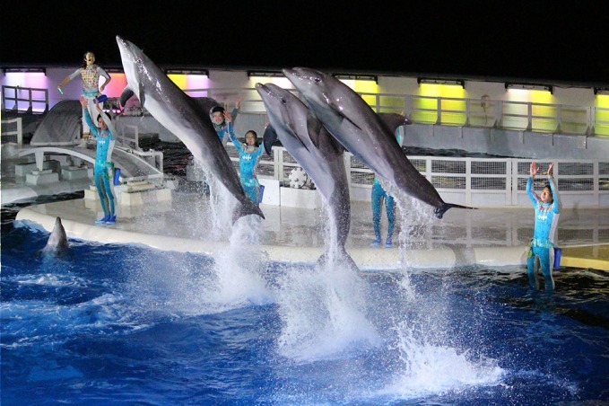 京都水族館「夜のすいぞくかん」イルカナイトパフォーマンスやすやすや眠るペンギン｜写真1