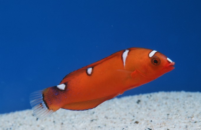 サンシャイン水族館で「化ケモノ展」“擬態”する生き物たちをテーマにした特別展｜写真9