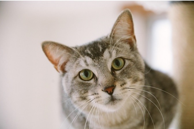 江戸時代｜浮世絵の世界で猫と遊ぶ「江戸ねこ茶屋」両国に期間限定オープン