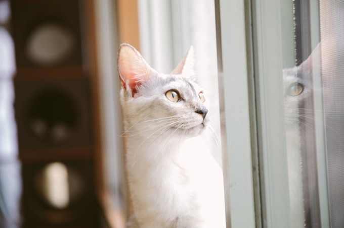 浮世絵の世界で猫と遊ぶ「江戸ねこ茶屋」両国に期間限定オープン｜写真7