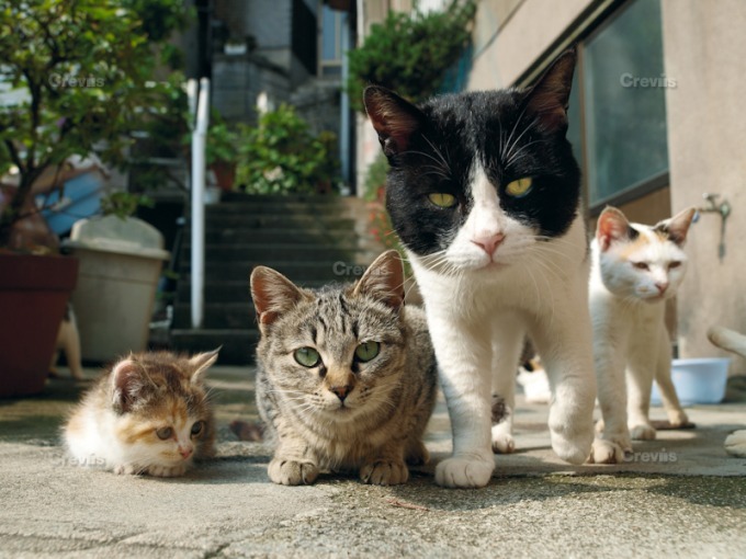 岩合光昭の写真展 ねこ 玉川髙島屋で開催 愛くるしい猫の姿を収めた写真170点 ファッションプレス