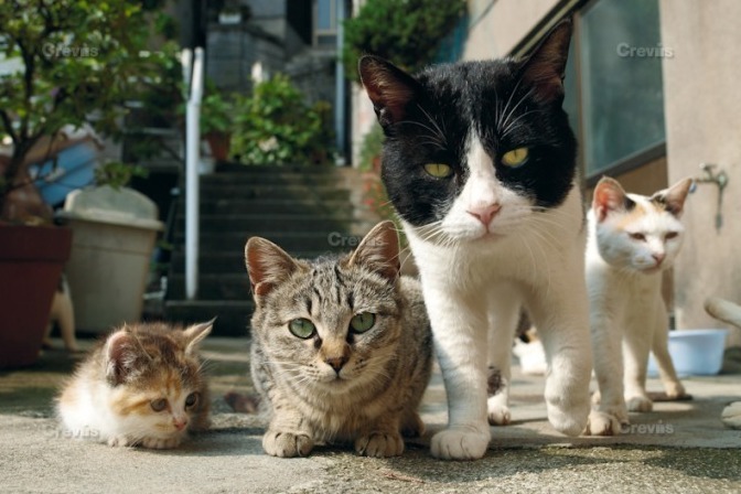 直営店に限定 岩合光昭 オリジナルプリント 猫写真 - 写真