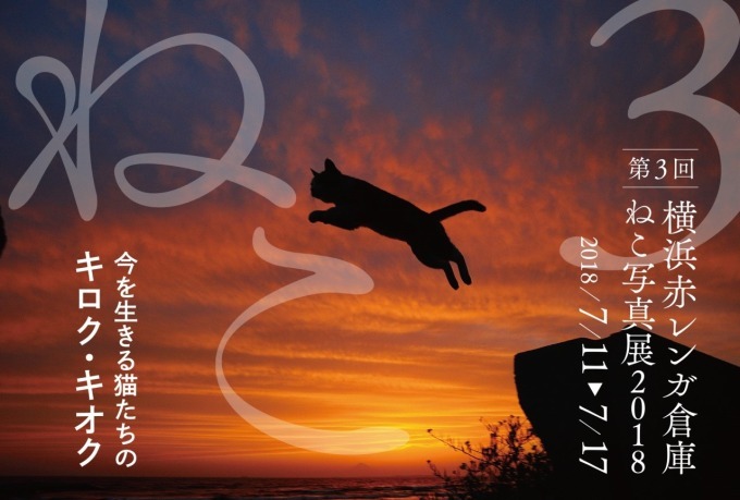 史上最大規模の「猫写真展」が横浜赤レンガ倉庫で - 約500点の作品が集結、グッズ販売も｜写真12