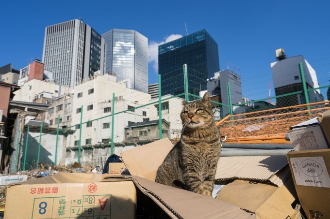 史上最大規模の「猫写真展」が横浜赤レンガ倉庫で - 約500点の作品が集結、グッズ販売も｜写真4