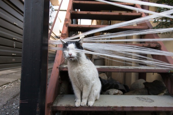 史上最大規模の「猫写真展」が横浜赤レンガ倉庫で - 約500点の作品が集結、グッズ販売も｜写真3