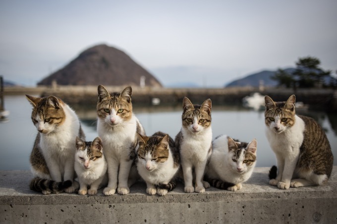 史上最大規模の「猫写真展」が横浜赤レンガ倉庫で - 約500点の作品が集結、グッズ販売も｜写真2