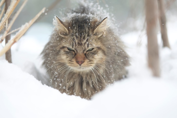 史上最大規模の「猫写真展」が横浜赤レンガ倉庫で - 約500点の作品が集結、グッズ販売も｜写真9