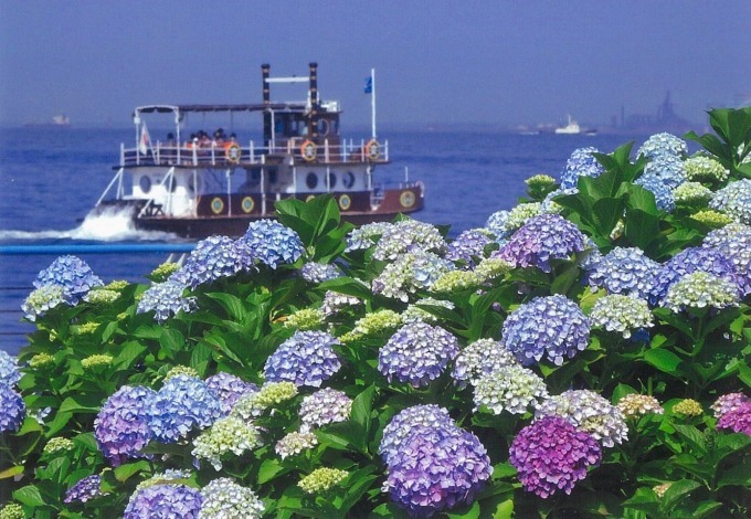 「八景島あじさい祭」海に囲まれた八景島に2万株のあじさい、竹灯籠のライトアップも | 写真