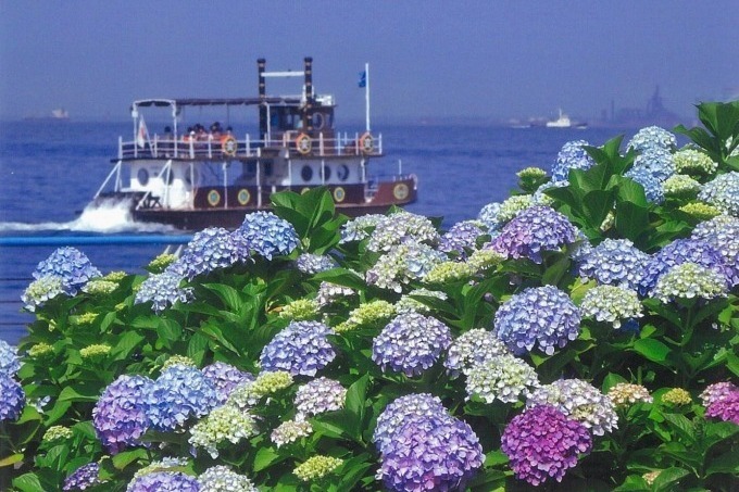 「八景島あじさい祭」