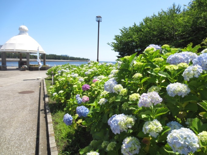 「八景島あじさい祭」海に囲まれた八景島に2万株のあじさい、竹灯籠のライトアップも | 写真