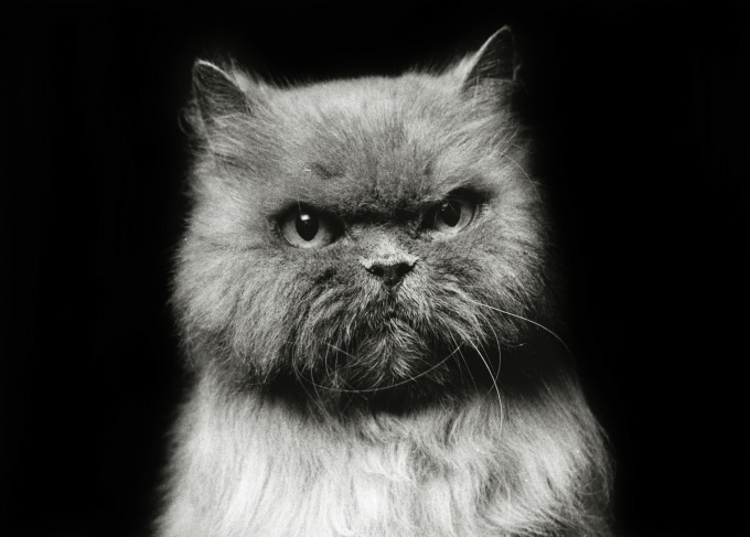 ミュベールによる“猫”の写真展、榊原俊寿の作品を展示 - ネコTシャツも登場｜写真3