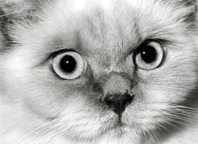 ミュベールによる“猫”の写真展、榊原俊寿の作品を展示 - ネコTシャツも登場｜写真4