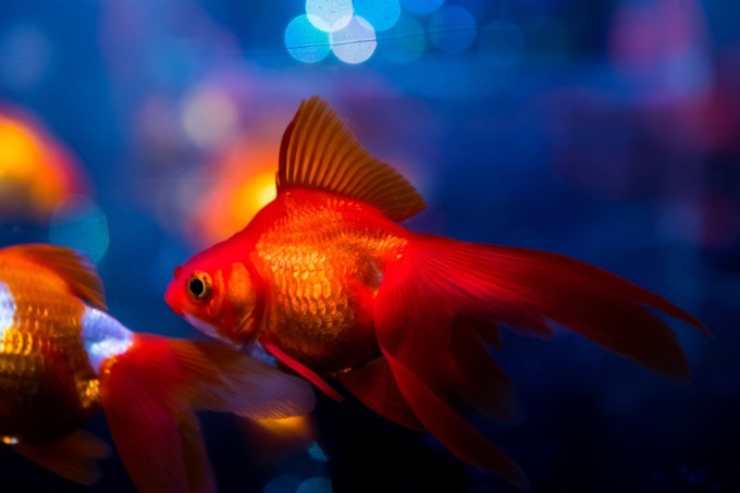 「アートアクアリウム2018」東京・名古屋で、8千匹の金魚が舞う水中アート - 新作"天井"金魚も｜写真19