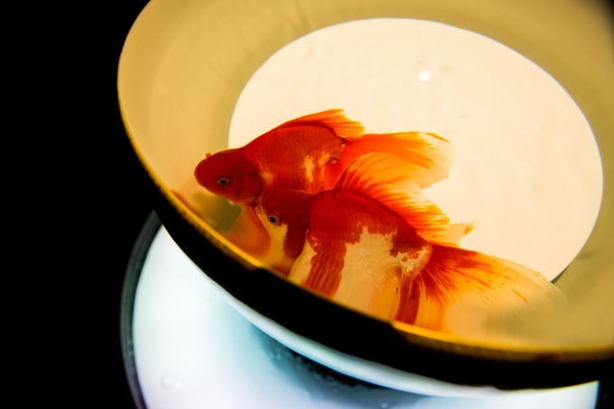 「アートアクアリウム2018」東京・名古屋で、8千匹の金魚が舞う水中アート - 新作"天井"金魚も｜写真35