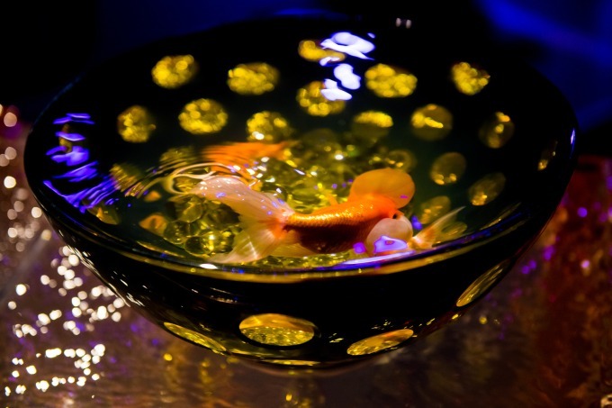 「アートアクアリウム2018」東京・名古屋で、8千匹の金魚が舞う水中アート - 新作"天井"金魚も｜写真10