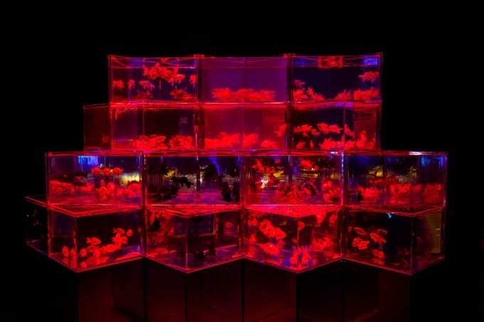 「アートアクアリウム2018」東京・名古屋で、8千匹の金魚が舞う水中アート - 新作"天井"金魚も｜写真13