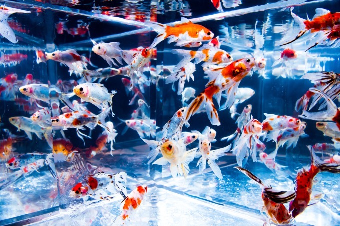 アートアクアリウム18 東京 名古屋で 8千匹の金魚が舞う水中アート 新作 天井 金魚も ファッションプレス