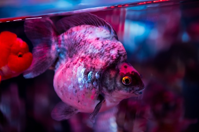 「アートアクアリウム2018」東京・名古屋で、8千匹の金魚が舞う水中アート - 新作"天井"金魚も｜写真47