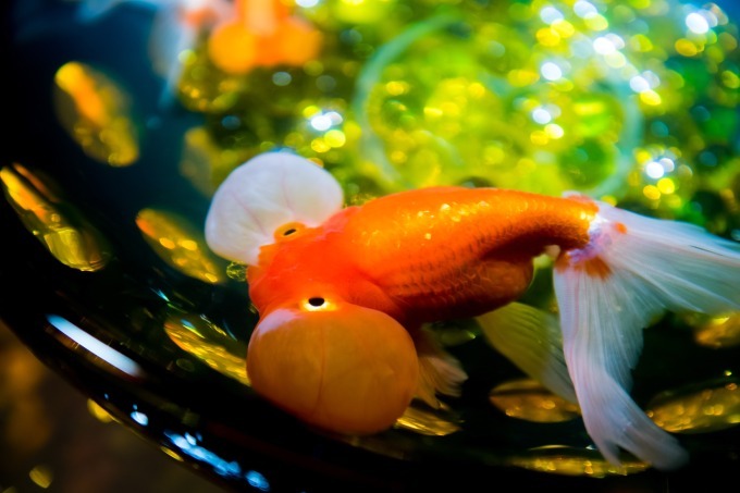 「アートアクアリウム2018」東京・名古屋で、8千匹の金魚が舞う水中アート - 新作"天井"金魚も｜写真9