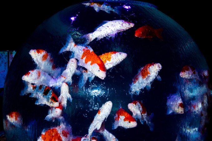「アートアクアリウム2018」東京・名古屋で、8千匹の金魚が舞う水中アート - 新作"天井"金魚も｜写真26