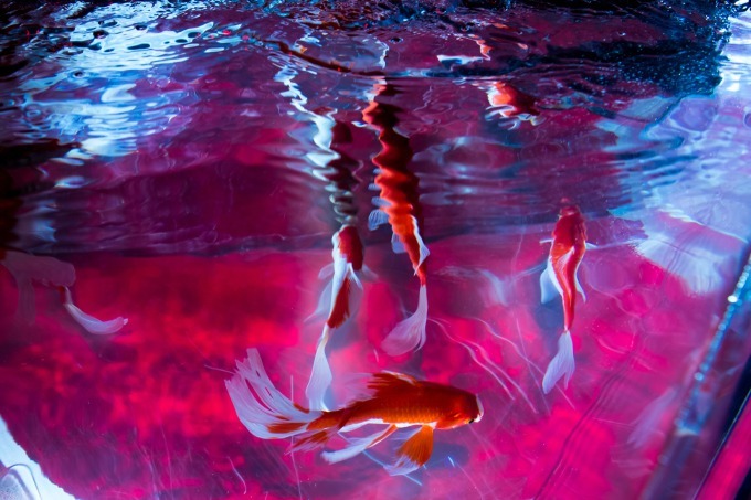 「アートアクアリウム2018」東京・名古屋で、8千匹の金魚が舞う水中アート - 新作"天井"金魚も｜写真16