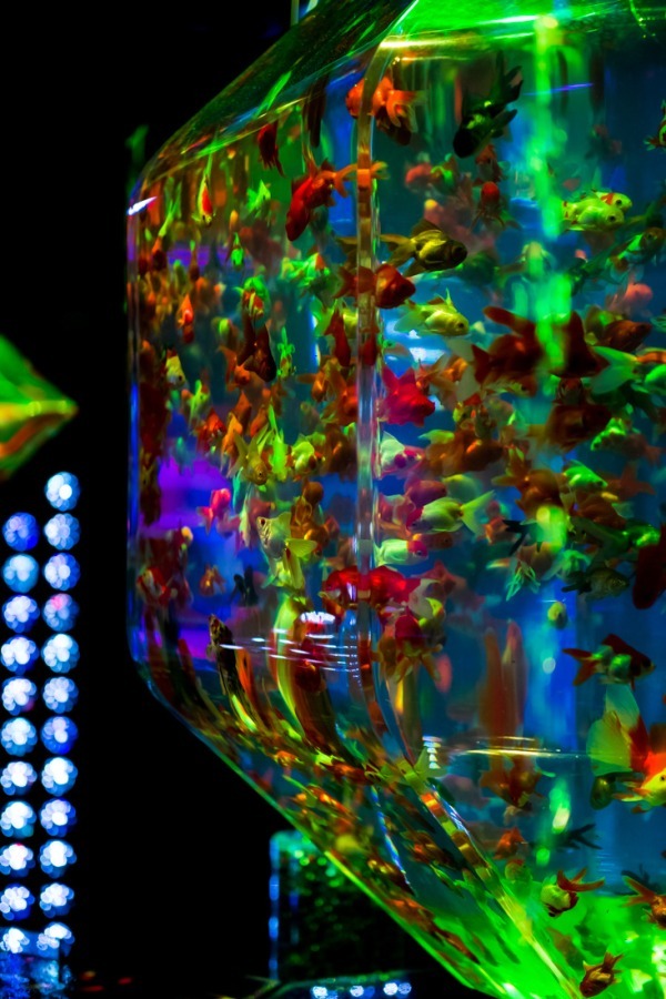 「アートアクアリウム2018」東京・名古屋で、8千匹の金魚が舞う水中アート - 新作"天井"金魚も｜写真5