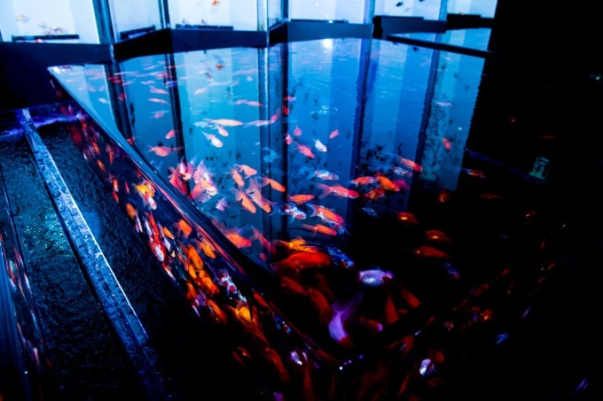 「アートアクアリウム2018」東京・名古屋で、8千匹の金魚が舞う水中アート - 新作"天井"金魚も｜写真30
