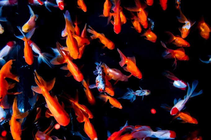 「アートアクアリウム2018」東京・名古屋で、8千匹の金魚が舞う水中アート - 新作"天井"金魚も｜写真31