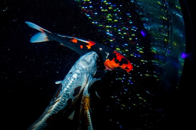 「アートアクアリウム2018」東京・名古屋で、8千匹の金魚が舞う水中アート - 新作"天井"金魚も｜写真34