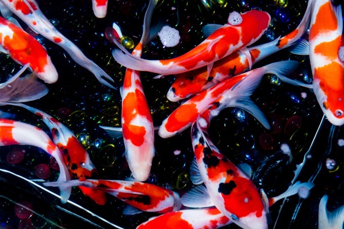 「アートアクアリウム2018」東京・名古屋で、8千匹の金魚が舞う水中アート - 新作"天井"金魚も｜写真25
