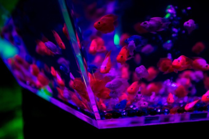 「アートアクアリウム2018」東京・名古屋で、8千匹の金魚が舞う水中アート - 新作"天井"金魚も｜写真20