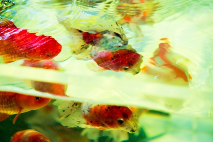 「アートアクアリウム2018」東京・名古屋で、8千匹の金魚が舞う水中アート - 新作"天井"金魚も｜写真45