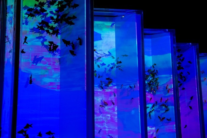 「アートアクアリウム2018」東京・名古屋で、8千匹の金魚が舞う水中アート - 新作"天井"金魚も｜写真29