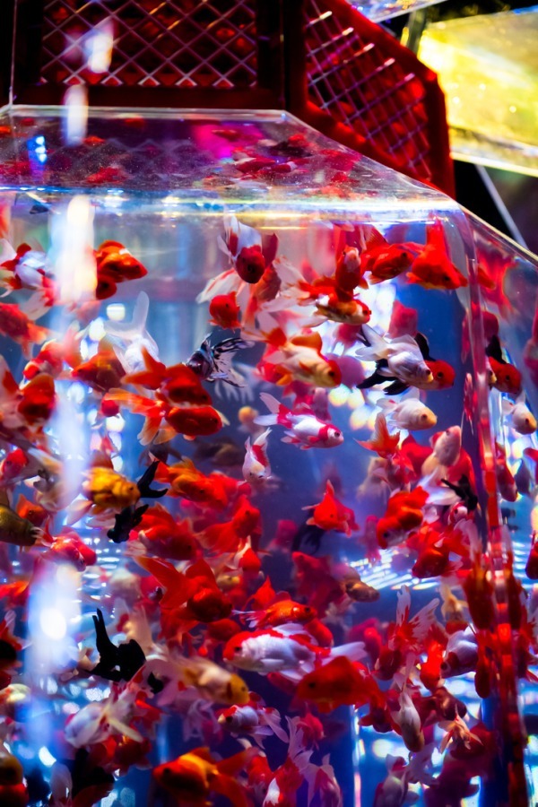 「アートアクアリウム2018」東京・名古屋で、8千匹の金魚が舞う水中アート - 新作"天井"金魚も｜写真4