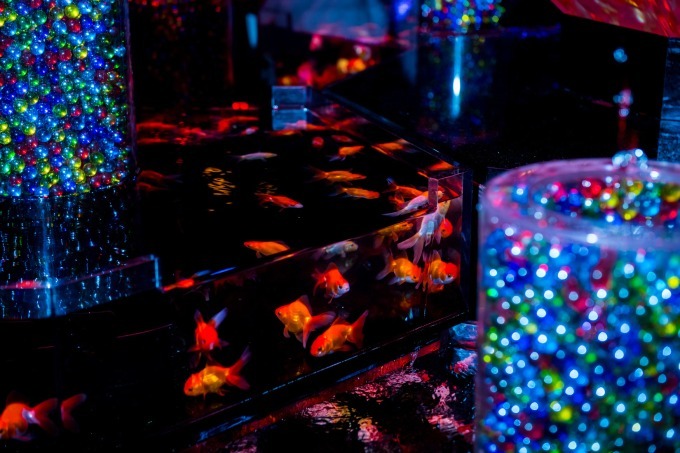 「アートアクアリウム2018」東京・名古屋で、8千匹の金魚が舞う水中アート - 新作"天井"金魚も｜写真7