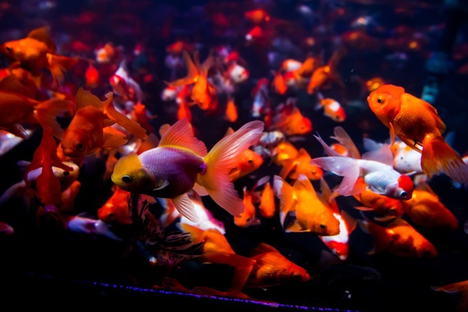 「アートアクアリウム2018」東京・名古屋で、8千匹の金魚が舞う水中アート - 新作"天井"金魚も｜写真32
