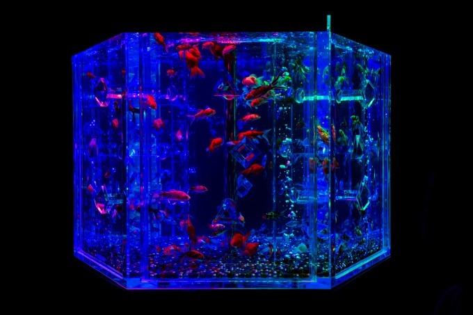 「アートアクアリウム2018」東京・名古屋で、8千匹の金魚が舞う水中アート - 新作"天井"金魚も｜写真38