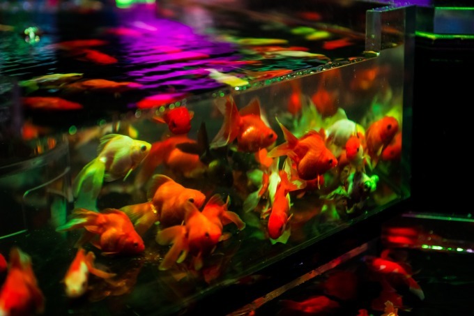 「アートアクアリウム2018」東京・名古屋で、8千匹の金魚が舞う水中アート - 新作"天井"金魚も｜写真46