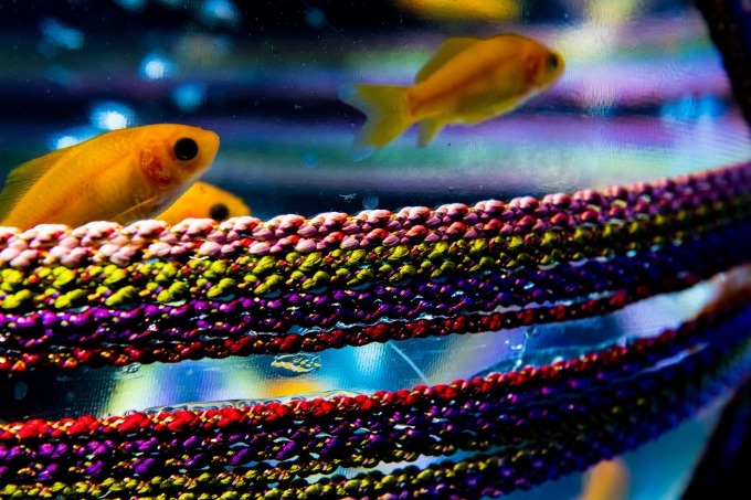 「アートアクアリウム2018」東京・名古屋で、8千匹の金魚が舞う水中アート - 新作"天井"金魚も｜写真22