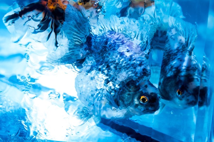 「アートアクアリウム2018」東京・名古屋で、8千匹の金魚が舞う水中アート - 新作"天井"金魚も｜写真14