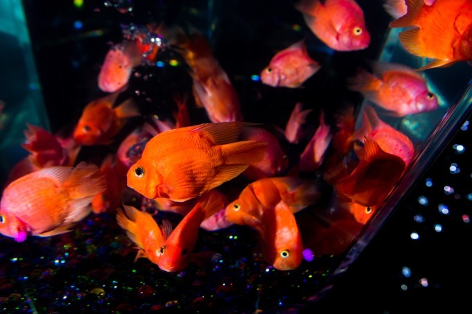 「アートアクアリウム2018」東京・名古屋で、8千匹の金魚が舞う水中アート - 新作"天井"金魚も｜写真15