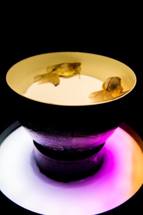 「アートアクアリウム2018」東京・名古屋で、8千匹の金魚が舞う水中アート - 新作"天井"金魚も｜写真36