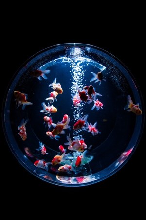 アートアクアリウム18 東京 名古屋で 8千匹の金魚が舞う水中アート 新作 天井 金魚も ファッションプレス