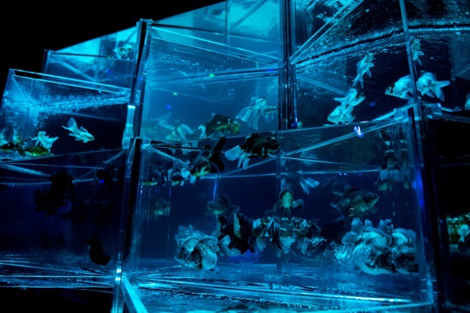 「アートアクアリウム2018」東京・名古屋で、8千匹の金魚が舞う水中アート - 新作"天井"金魚も｜写真12