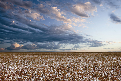 ブルックスブラザーズのスーピマ・コレクション-「綿のカシミア」と呼ばれるコットンの秘密